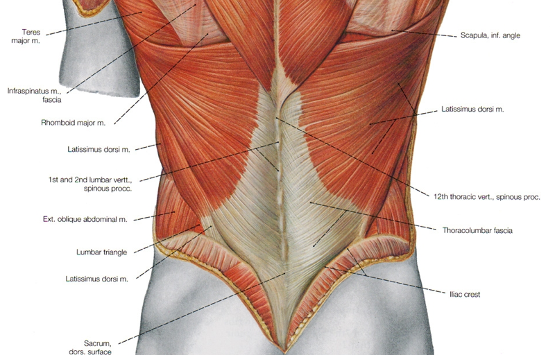 Spine – Ottawa MSK